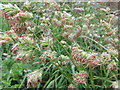 NT2469 : Cock's Foot grass flowers by M J Richardson