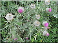 NT2469 : Spear Thistle - Cirsium vulgare by M J Richardson