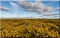 NH8257 : A Sea of Gorse by valenta