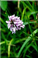 TL2654 : Orchid in Waresley Wood by Tiger