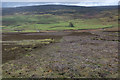 NY9949 : Managed grouse moor above Burnhope Burn by Hugh Venables