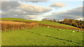 SS4727 : Sheep near Southcott by Derek Harper