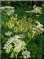 TF0820 : Seed Pods on Hogweed by Bob Harvey