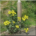 NT2469 : Ragwort on Braid Hills Approach by M J Richardson