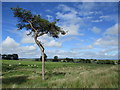 NS6442 : Wind-sculpted tree near South Brownhill by Alan O'Dowd