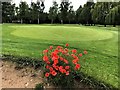 TF4316 : Poppies near the 15th green on Tydd St Giles golf course by Richard Humphrey