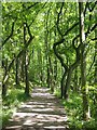 SK3272 : Woodland path at Linacre Upper Reservoir by Graham Hogg