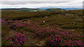 NZ5801 : Bell heather by Mick Garratt