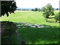 SK3223 : Sleepy sheep in the shade by Ian Calderwood