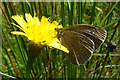 NJ3857 : Ringlet Butterfly on Catsear by Anne Burgess