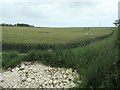 TA0164 : Chalk at the edge of a wheatfield by Christine Johnstone