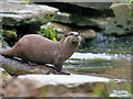 SD4214 : Otter at Martin Mere by David Dixon