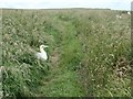 TA1774 : Gannet on Headland Way, Buckton cliffs by Christine Johnstone