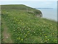 TA1774 : Clifftop flowers, Buckton cliffs by Christine Johnstone