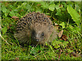 SE2638 : Daytime hedgehog in Lawnswood cemetery by Stephen Craven