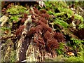 NS3878 : A slime mould - Stemonitis species by Lairich Rig