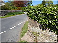 NY3348 : Wall corner and ivy, East Curthwaite by Adrian Taylor