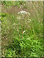 NT2159 : Wild Angelica - Angelica sylvestris by M J Richardson