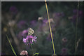 SK9924 : Melanargia galathea ssp. serena by Bob Harvey