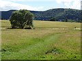 SO7844 : Willow tree on Malvern Common by Philip Halling