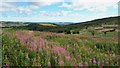 NZ5812 : Fireweed by Mick Garratt