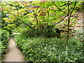 NZ0878 : Path in the Belsay Hall Gardens by Humphrey Bolton