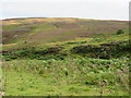 NT6763 : Thistly pasture in the Whiteadder valley by M J Richardson