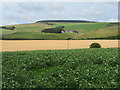 NT6861 : Peas at Cranshaws by M J Richardson