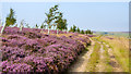 NY9449 : Heather flowering alongside hill road by Trevor Littlewood