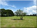 NY4362 : Old Ash Tree near Park View by Adrian Taylor