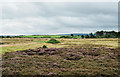 NZ7813 : Flowering heather on low-level moorland by Trevor Littlewood