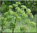 NJ0330 : Wild Angelica (Angelica sylvestris) by Anne Burgess