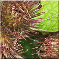 NT2469 : Burdock burrs - detail of hooks by M J Richardson