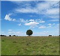 SJ7581 : Lone tree in Tatton Park by Alan Pickup