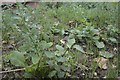 SK9918 : Solanum Nigrum by Bob Harvey