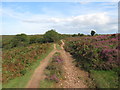 ST1538 : Path and heather on the Quantock Hills, near Crowcombe by Malc McDonald