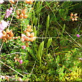 NT6361 : Clubmoss in the Lammermuir Hills by M J Richardson