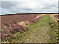 ST1240 : Path on the Quantock Hills, near Bicknoller by Malc McDonald