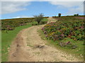 ST1437 : Track near Crowcombe by Malc McDonald