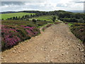 ST1437 : Track near Crowcombe by Malc McDonald