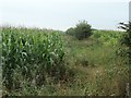 TF7638 : Two maize fields, east of Choseley Road by Christine Johnstone