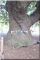 SK9237 : The trunk of an ancient oak by Bob Harvey