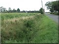 TF3117 : Maize growing across the road from Stennet's Farm by Christine Johnstone