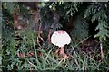 TF0820 : A Parasol Mushroom by Bob Harvey