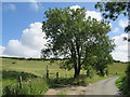 SY6688 : Country lane near Dorchester by Malc McDonald