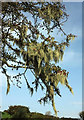 SX6760 : Beard lichen near Aishridge Plantation by Derek Harper