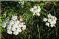 NX0986 : Wild Carrot (Daucus carota) by Anne Burgess