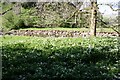 SD8589 : View over wild garlic on bank of Widdale Beck by Luke Shaw