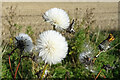 NJ4461 : Corn Sow-thistle (Sonchus arvensis) by Anne Burgess