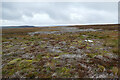 SD9794 : Old heather burn on Spring Ridge by Andy Waddington